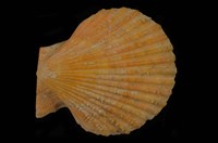 藏品(高貴海扇蛤)的圖片